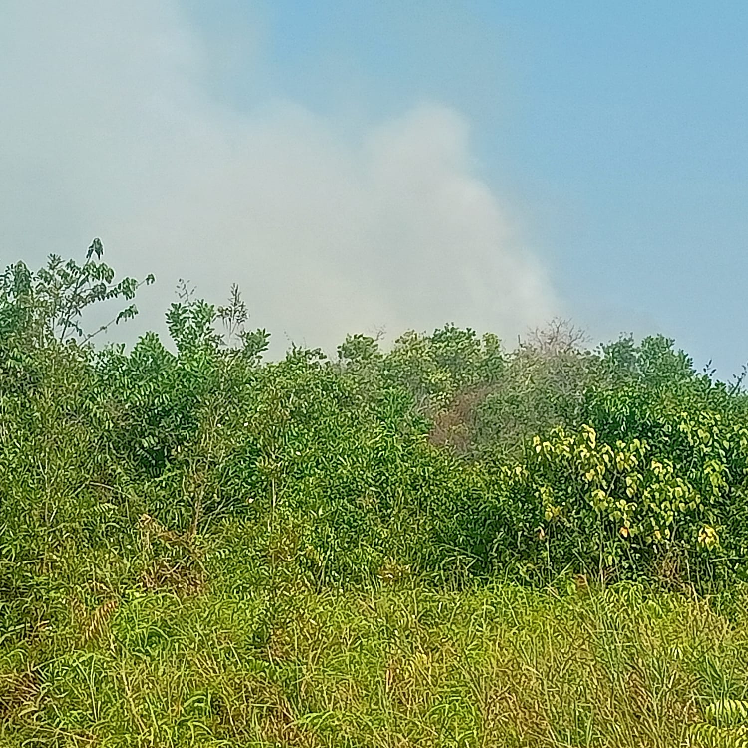 Peninjauan Lokasi Kebakaran Lahan di RT 18 Kelurahan Juata Permai